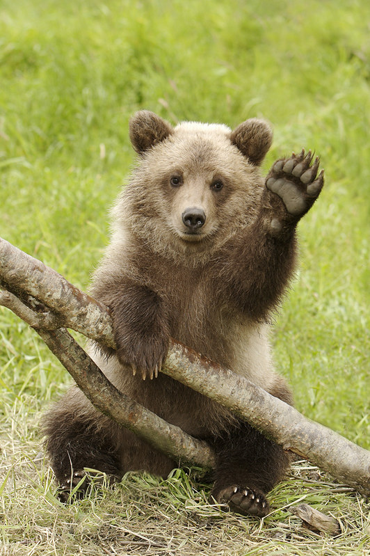 Bear cub waving